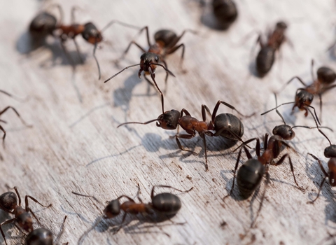 Southern Wood Ant