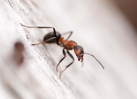 Southern Wood Ant