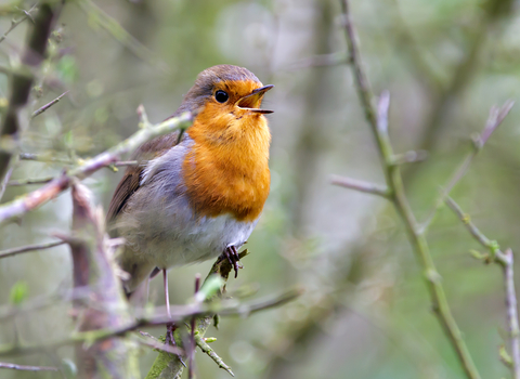 Robin at Chettisham Meadow NR by Richard Nicoll_05Apr2011