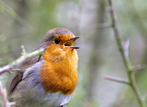 Robin at Chettisham Meadow NR by Richard Nicoll