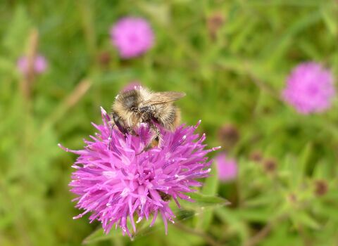 Shrill Carder Bee