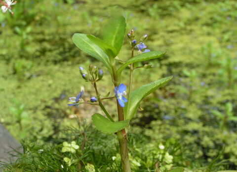Brooklime