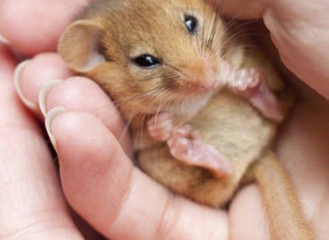 Dormouse by Tom Marshall