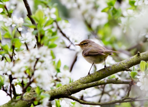 Chiffchaff at Dog House Grove - Richard Nicoll