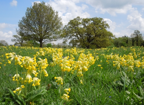 Cowslips at Fulbourn Fen by Mark Ricketts May 2013