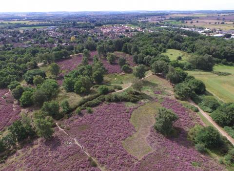 Purple heath at Cooper's Hill Nature Reserve