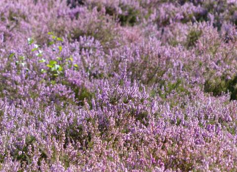 Purple heather in bloom