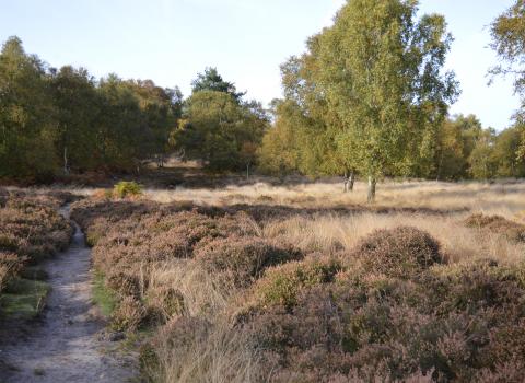 Rammamere heath - Dudley Miles