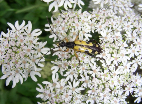 Strangalia maculata at Flitwick Moor NR by Henry Stanier