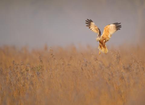 Marsh Harrier - Andrew Parkinson/2020VISION