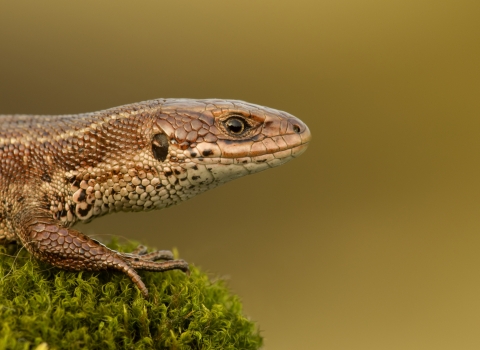 Common lizard - Danny Green/2020VISION