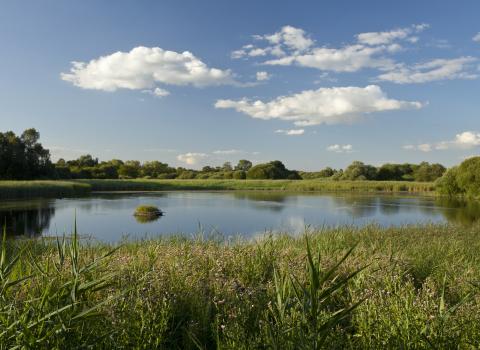 Image: Woodwalton Fen - Mark Hamblin/2020VISION