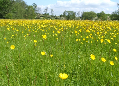 Barford Wood and Meadows. credit Wildlife Trust