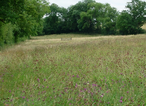 Boddington Meadow credit. Jane Pearman