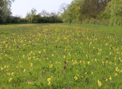 Flowers galore on Chettisham Meadow