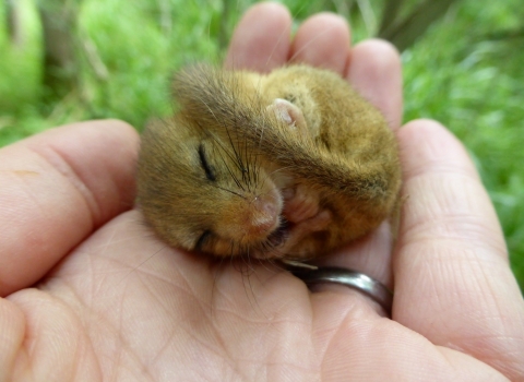 A hibernating dormouse in the hand