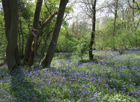 High Wood and Meadow