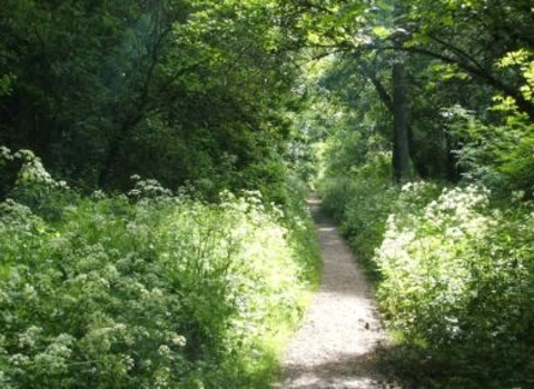 Kings Wood Credit. Wildlife Trust