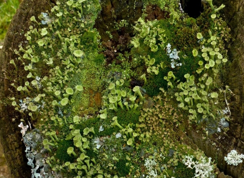 Lichen Fence Post at Brixworth County Park - Rosemary Abram
