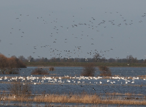 Wildfowl at Ouse Washes NR - Bob Parker