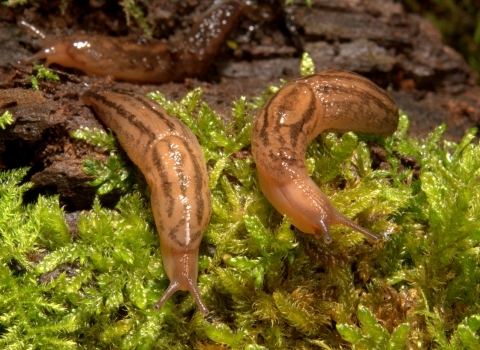 Spanish Slugs in Oaks Wood