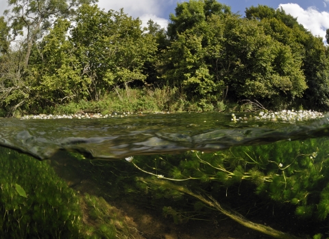 Split level river view - above and below