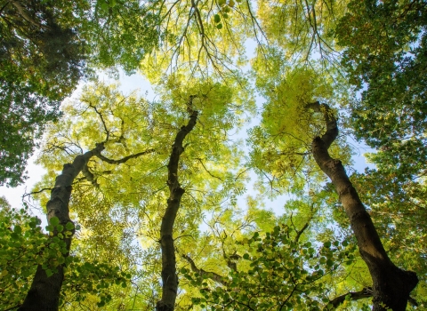 A canopy shot taken at Gamlingay Woods