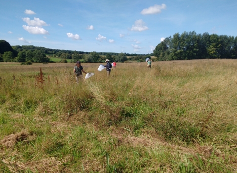 A WILDside survey taking place in the field