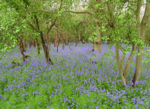 Lady's Wood credit. Pat Doody