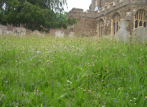 Ampthill Churchyard CWS in Beds