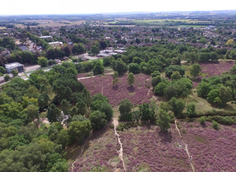 Cooper's Hill in bloom