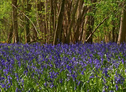 Bluebells at Waresley & Gransden Woods