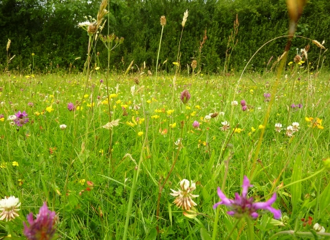 Halse Copse Meadow