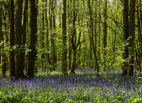 Bluebells at Waresley & Gransden Woods