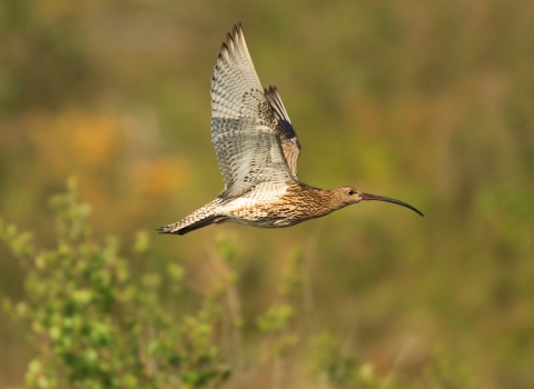 Curlew in flight