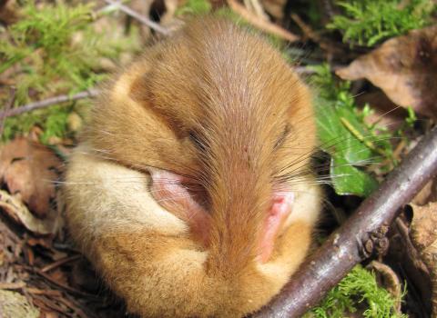 Dormouse