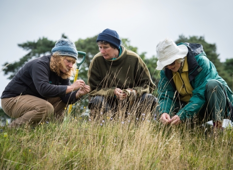 Volunteers surveying a wildflower meadow