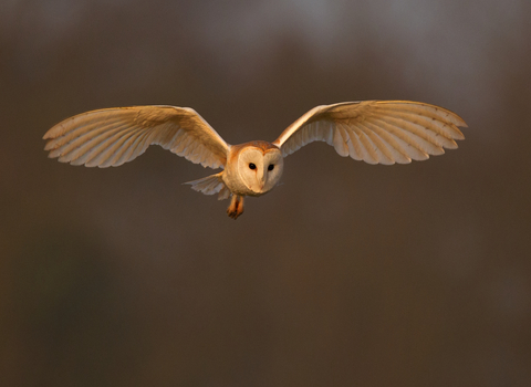 Barn owl in flight