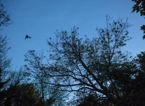 A dusk shot of the sky with a bat flying over
