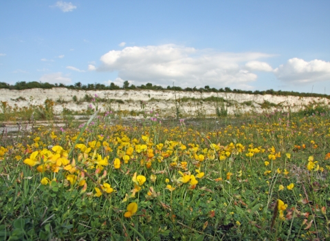 Flowers in bloom at East Pit