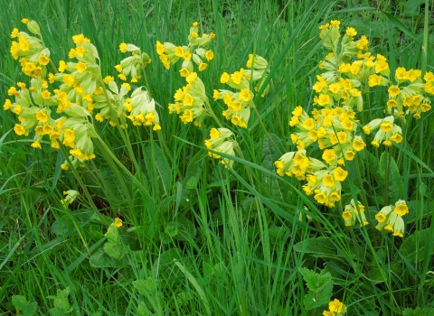 Chettisham Meadow