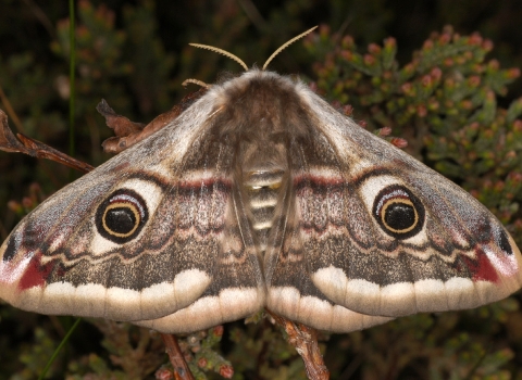 Emperor Moth