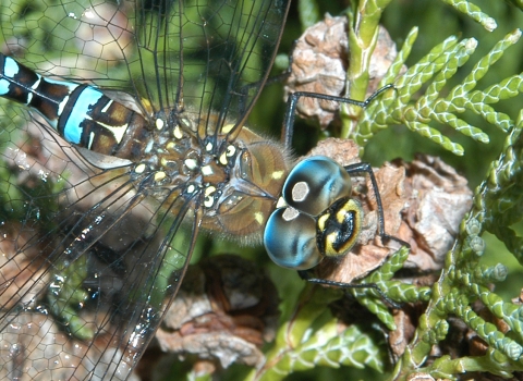 Close-up of a dragonfly