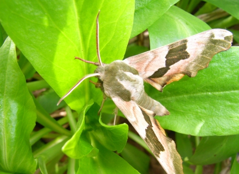 Lime hawkmoth on green leaves