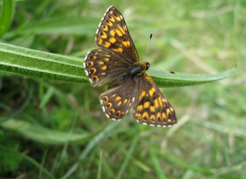 Butterfly male duke of burgundy