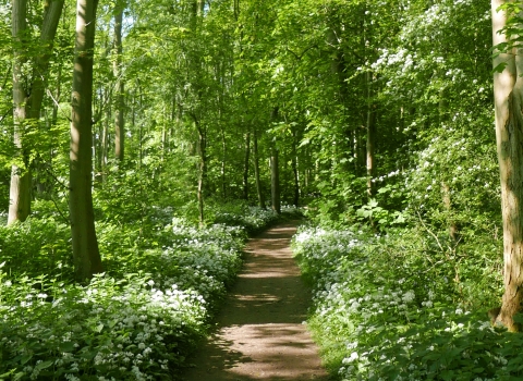 Wild garlic growing in Old Sulehay Forest