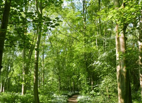 Wild garlic at Old Sulehay Forest