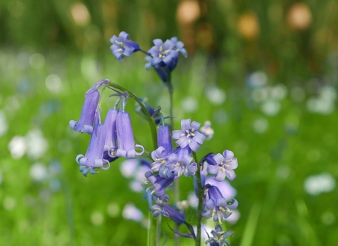 High Wood in Northamptonshire