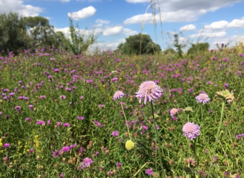 Trumpington Meadows