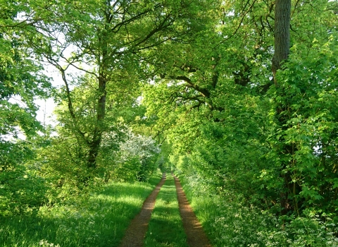 800 year old hedge leading to Hayley Wood